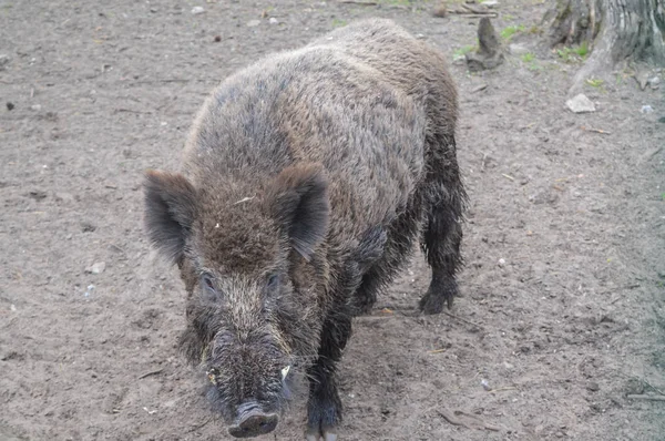 Große Wildschweine Naturschutzgebiet Loveschskaja Puschtscha — Stockfoto
