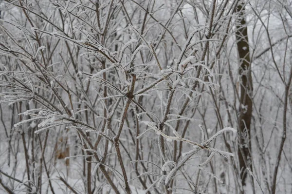 Fryst Träd Vintern Kanada — Stockfoto