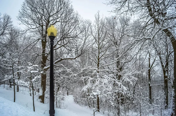 Parco Mont Royal Nella Neve — Foto Stock