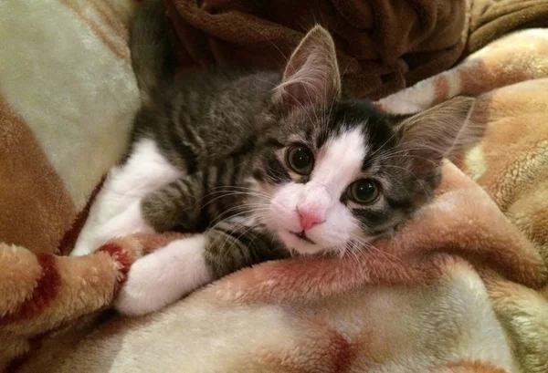 Chaton Avec Nez Rose Images Libres De Droit Photos De Chaton Avec Nez Rose Depositphotos