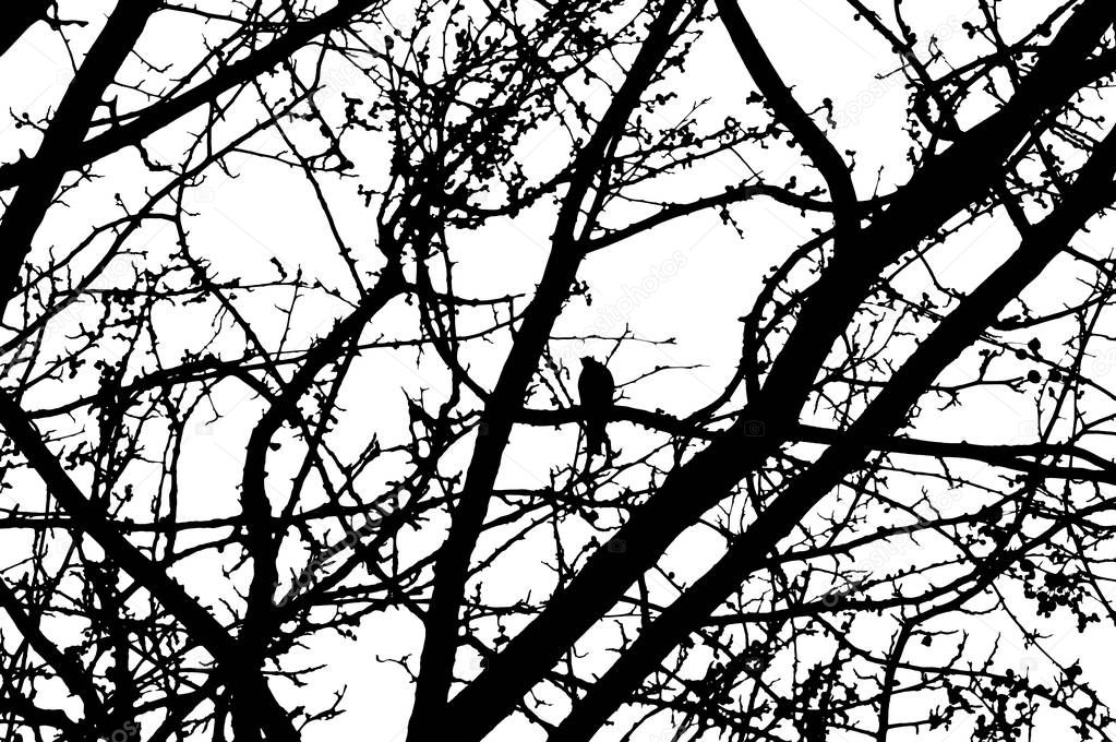 Bird on tree in black and white in Olympic stadium