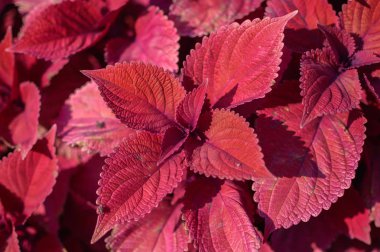 Kırmızı yaprak yeşillik arka plan - süs Kızıl saçlı coleus çalı