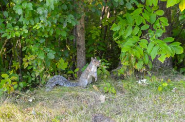 Sevimli Amerikan Kızıl sincap Kanada