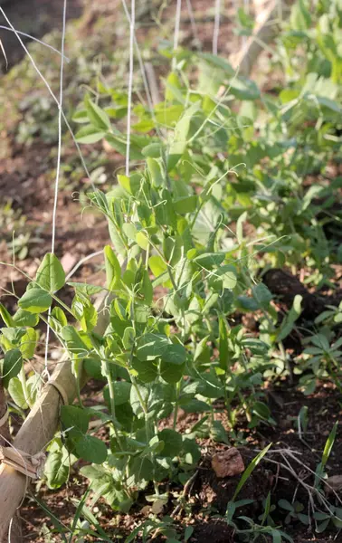 büyüme yeşil fasulye