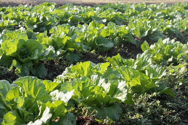 Lettuce organic vegetable garden — Stock Photo, Image