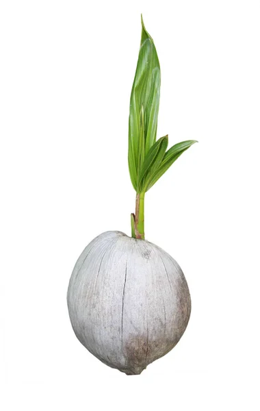 Genç Hindistan cevizi ağacı tohumu 