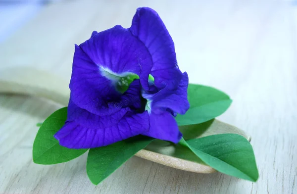 Beyaz arka plan üzerinde Kelebek bezelye çiçekler