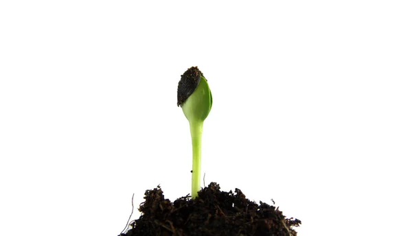 Yeşil lahanası ayçiçeği