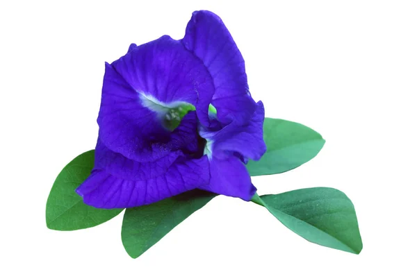 Beyaz arka plan üzerinde Kelebek bezelye çiçekler