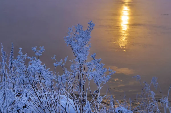 frozen in the frost branch