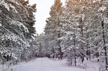 Güzel kış ormanı manzarası