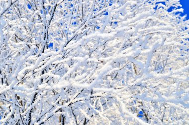 buzlu şube. doku, kış arka plan