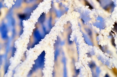 buzlu şube. doku, kış arka plan