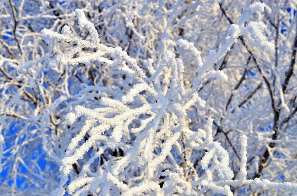 Frosted branch. texture, winter background — Stock Photo, Image