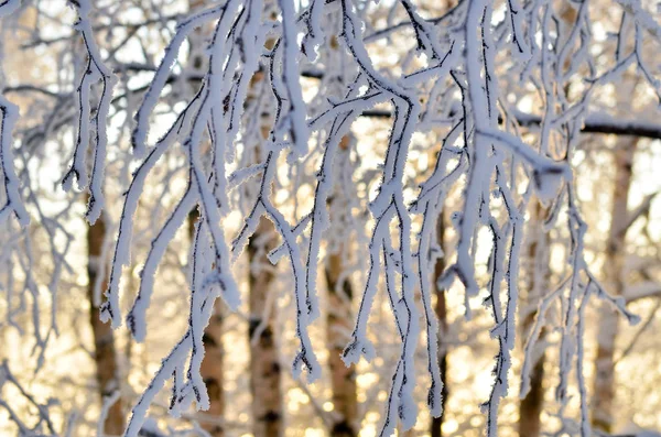 Frosted branch. texture, winter background — Stock Photo, Image