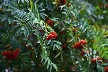 Kırmızı ashberry şube