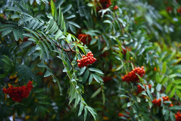 Kırmızı ashberry şube