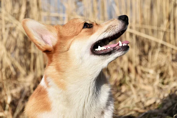 Piękne Pozytywne Corgi Jest Wiernym Przyjacielem Portret Psa Czystej Krwi — Zdjęcie stockowe