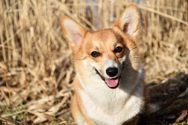 Красивый Позитивный Корги Верный Верный Друг Портрет Чистокровной Собаки Солнечный — стоковое фото