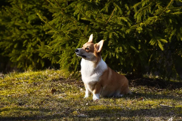 Piękne Pozytywne Corgi Jest Wiernym Przyjacielem Portret Psa Czystej Krwi — Zdjęcie stockowe