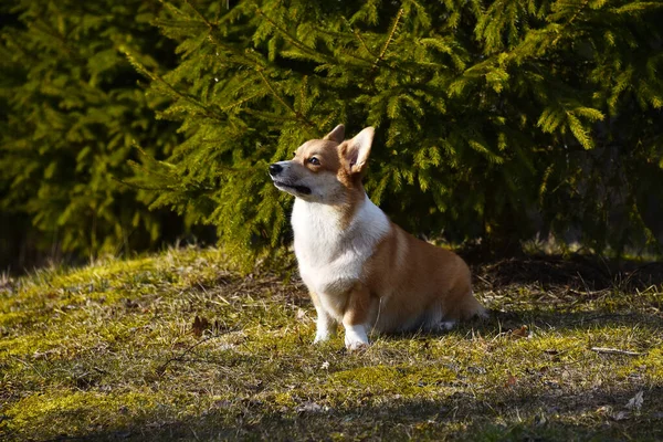 Krásný Pozitivní Corgi Věrný Věrný Přítel Portrét Plnokrevného Psa Slunečný — Stock fotografie