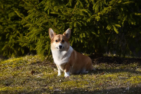 Beautiful Positive Corgi Faithful Loyal Friend Portrait Thoroughbred Dog Sunny — Stock Photo, Image