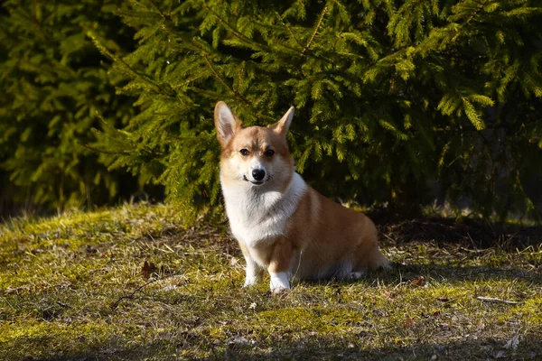 Piękne Pozytywne Corgi Jest Wiernym Przyjacielem Portret Psa Czystej Krwi — Zdjęcie stockowe