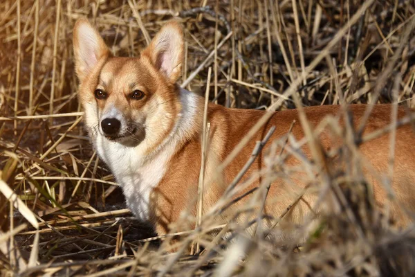 Piękne Pozytywne Corgi Jest Wiernym Przyjacielem Portret Psa Czystej Krwi — Zdjęcie stockowe