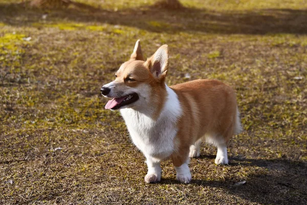 Krásný Pozitivní Corgi Věrný Věrný Přítel Portrét Plnokrevného Psa Slunečný — Stock fotografie