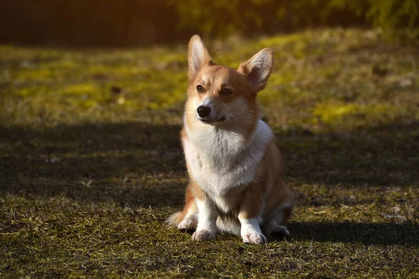 Vackra Positiva Corgi Trogen Lojal Vän Porträtt Fullblod Hund Solig — Stockfoto