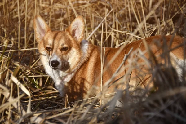 Vackra Positiva Corgi Trogen Lojal Vän Porträtt Fullblod Hund Solig — Stockfoto