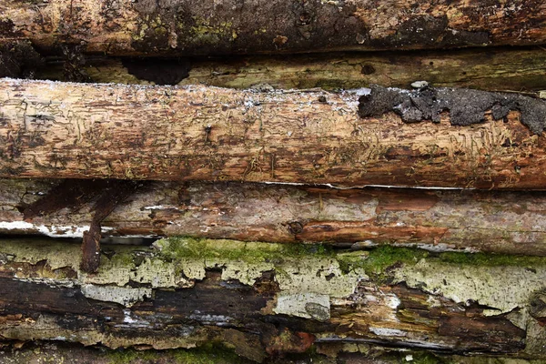 Schöne Struktur Alte Holzstämme Mit Moos Bedeckt Geeignet Für Hintergründe — Stockfoto