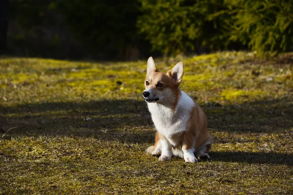 Bella Corgi Positivi Fedele Amico Leale Ritratto Cane Purosangue Giornata — Foto Stock