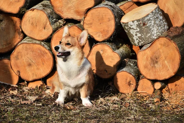 Красивий Позитивний Коргі Вірний Вірний Друг Портрет Чистокровного Собаки Сонячний — стокове фото