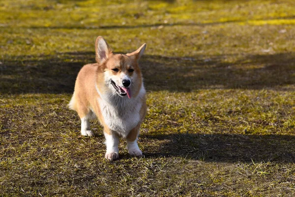 Piękne Pozytywne Corgi Jest Wiernym Przyjacielem Portret Psa Czystej Krwi — Zdjęcie stockowe