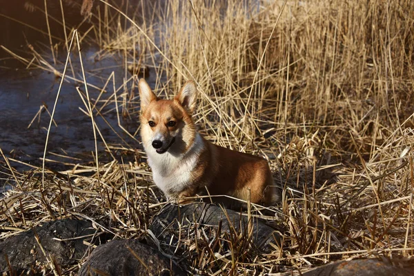 Bella Corgi Positivi Fedele Amico Leale Ritratto Cane Purosangue Giornata — Foto Stock