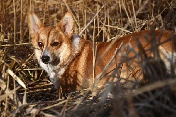 Bella Corgi Positivi Fedele Amico Leale Ritratto Cane Purosangue Giornata — Foto Stock