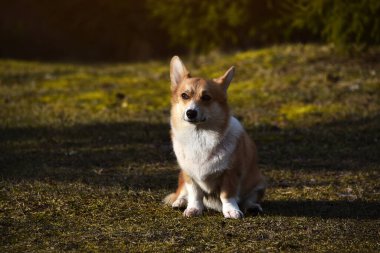 Güzel, pozitif Corgi sadık bir dosttur. Safkan bir köpeğin portresi. Güneşli bir gün. Mesajlaşmak için bir yer var. Popüler bir köpek türü. Galli Corgi Pembroke. Bir köpek yetiştiricileri kulübünün reklamında kullanılabilir. Köpek yetiştiriciliği, köpek almak.