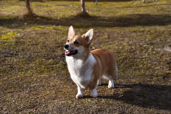 positive welsh corgi pembroke is a faithful loyal friend. portrait of a thoroughbred dog. sunny day. there is a place for text. A popular breed of dog. can be used to advertise a dog breeders club. dog breeding, buying a puppy