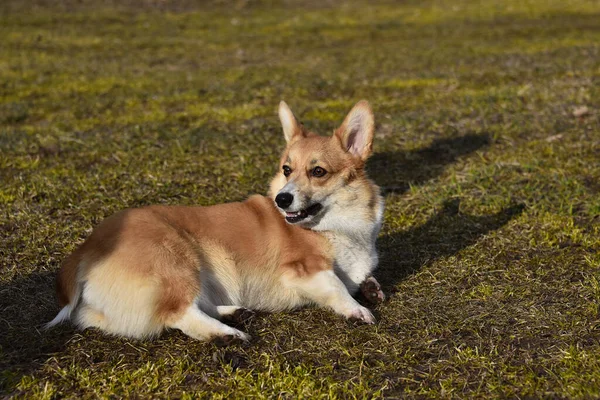 Walesiska Corgi Pembroke Trogen Lojal Vän Porträtt Fullblod Hund Solig — Stockfoto