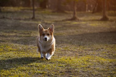 pozitif Welsh corgi pembroke sadık bir dosttur. Safkan bir köpeğin portresi. Güneşli bir gün. Mesajlaşmak için bir yer var. Popüler bir köpek türü. Bir köpek yetiştiricileri kulübünün reklamında kullanılabilir.