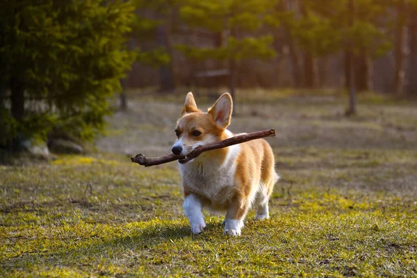 Positif Welsh Corgi Pembroke Adalah Teman Setia Yang Setia Potret Stok Foto Bebas Royalti