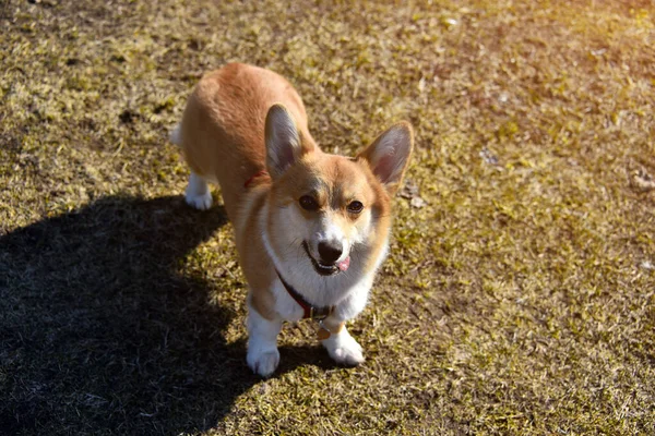 正のウェルシュ コーギー ペンブロークは忠実な友人だ サラブレッド犬の肖像画です 晴れた日 テキストの場所があります 犬の人気の品種 犬の飼育員クラブの宣伝にも使えます — ストック写真