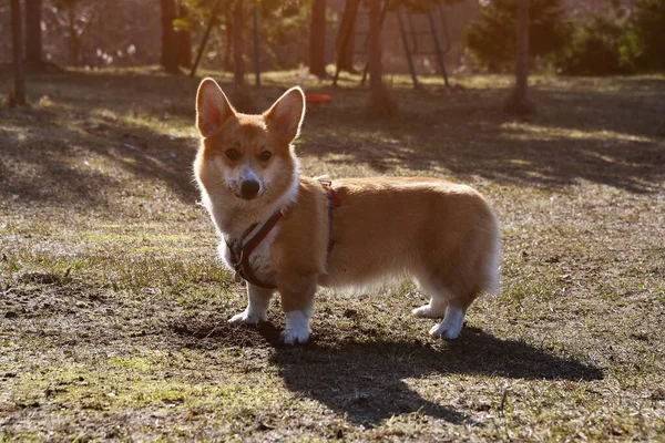 Positivo Corgi Gallesi Pembroke Fedele Amico Ritratto Cane Purosangue Giornata — Foto Stock