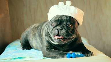 Fransız bulldog köpek kafasına bir şapka ile bir kemik içinde onun paws tutar.
