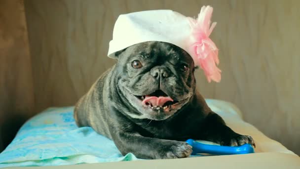 Eine Französische Bulldogge Mit Hut Auf Dem Kopf Hält Einen — Stockvideo