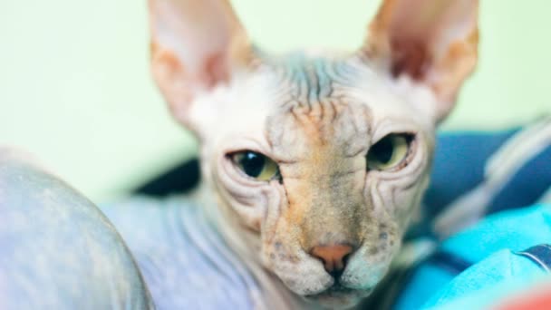 Cat Canadian Sphynx Breed Looks You Green Eyes — Stock Video