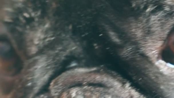Le chien de la race Bulldog français respire beaucoup et se prépare à attaquer 