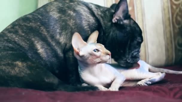 Hunderasse Französische Bulldogge Leckt Katzenrasse Kanadische Sphynx — Stockvideo
