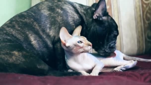 Psí Plemeno Francouzský Buldoček Olizuje Kočka Plemene Kanadský Sphynx — Stock video